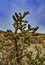 Desert succulents, cacti, prickly pear Cylindropuntia and Opuntia sp. and yucca on a hillside in Colorado, US