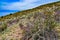 Desert succulents, cacti, prickly pear Cylindropuntia and Opuntia sp. and yucca on a hillside in Colorado, US