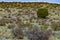 Desert succulents, cacti, prickly pear Cylindropuntia and Opuntia sp. and yucca on a hillside in Colorado, US