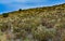 Desert succulents, cacti, prickly pear Cylindropuntia and Opuntia sp. and yucca on a hillside in Colorado, US