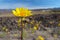 Desert sunflower, Death Valley National Park, USA