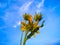 Desert sunflower ready to bloom on a blue background