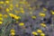 Desert sunflowers (Geraea canescens), Death Valley National Park, USA