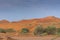 Desert at sunrise brings out bold burnt orange colored sand and highlighted flora and fauna after a storm on the sand dunes