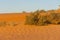 Desert at sunrise brings out bold burnt orange colored sand making a great desert landscape in the United Arab Emirates with green