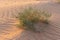 Desert at sunrise brings out bold glowing colored sand making a great desert landscape in the United Arab Emirates with green