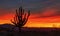 Desert Sunrise Saguaro Cactus Silhouette
