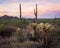 Desert sunrise scene with saguaro, cholla cacti, and other desert plants in San Tan Valley, Arizona