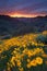 Desert Sunset and Poppies