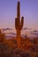 Desert sunset saguaro cactus tree