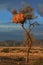 Desert sunset social weavers nest namibia