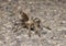 Desert Tarantula on the road at night