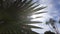 Desert time-lapse: sun shinning through desert plants with palm trees in the background