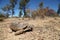 Desert Tortoise