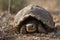 desert tortoise emerging from its shell for the first time