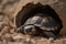 desert tortoise emerging from its shell for the first time