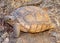 Desert Tortoise, Gopherus agassizii