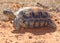 Desert Tortoise, Gopherus agassizii