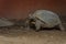 The desert tortoise Gopherus agassizii. Gopherus agassizii is distributed in western Arizona, southeastern California, southern