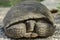 Desert Tortoise Hiding & Peeking out From Inside His Shell