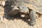 Desert Tortoise of the Mojave Desert