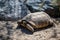 A Desert Tortoise in Palm Springs, California