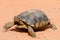 Desert tortoise walking in the desert sand