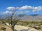 Desert trail with ocotillo