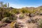 Desert trail in Saguaro NP near Tucson Arizona US