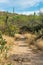 Desert trail in sonora on mountain view pass in the hills of arizona with visible saguaro cactuses in natural area