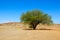 Desert tree