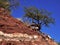 Desert tree in africa