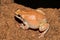 Desert Tree frog