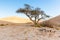 Desert tree trail marking sign camping site.