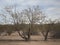 Desert Trees & Creosote Bushes of Southwest Arizona