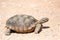 Desert turtle wild animal