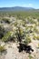 Desert Vegetation