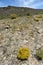 Desert Vegetation