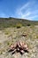 Desert Vegetation