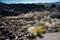 Desert vegetation along the Trail of the Molten Lands in Lava Lands National Monument in Bend Oregon