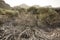 Desert vegetation in the Canary Islands.