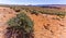 Desert Vegetation of Northern Arizona