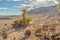 Desert Vegetation, Red Rock Conservation Area, Nevada, USA