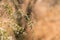 Desert vegetation- saxaul Haloxylon close-up