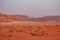 Desert vegetation in the sunrise light