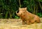 Desert warthog Phacochoerus africanus