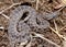 Desert (Western) Massasauga rattlesnake