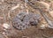 Desert (Western) Massasauga rattlesnake