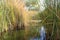 A desert wetland oasis with cattails surrounding and reflecting in the water in Arizona