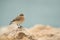 Desert Wheatear at Busaiteen beach, Bahrain